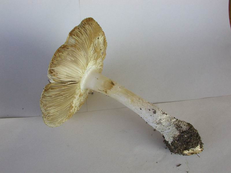 Amanita echinocephala